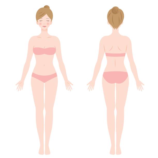 standing female body female body. front and back view. Isolated vector illustration. back illustrations stock illustrations