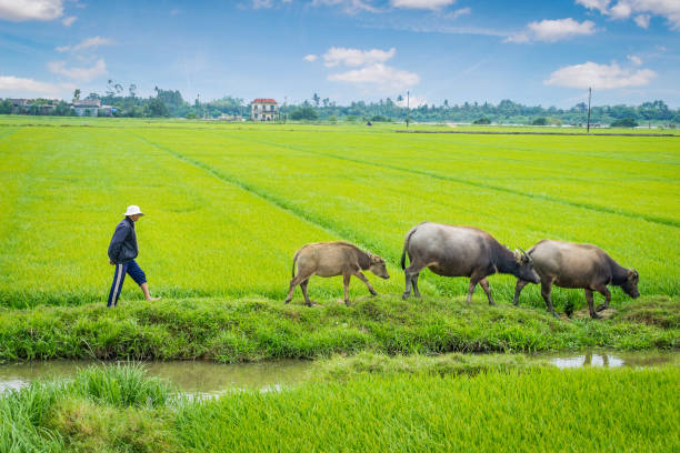 Rice field is ready to harvest in Ninhbinh, Vietnam
