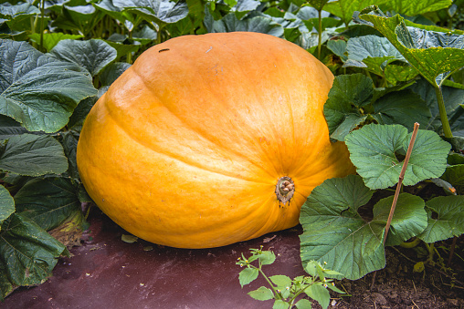 Giant orange pumpkin lies on a shelf between the plants. On top of the pumpkin is a crawling caterpillar.