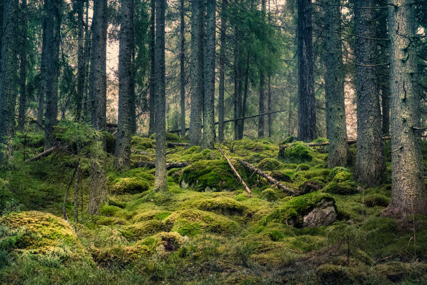 viejo bosque con agradables luces y sombras - finlandia fotografías e imágenes de stock