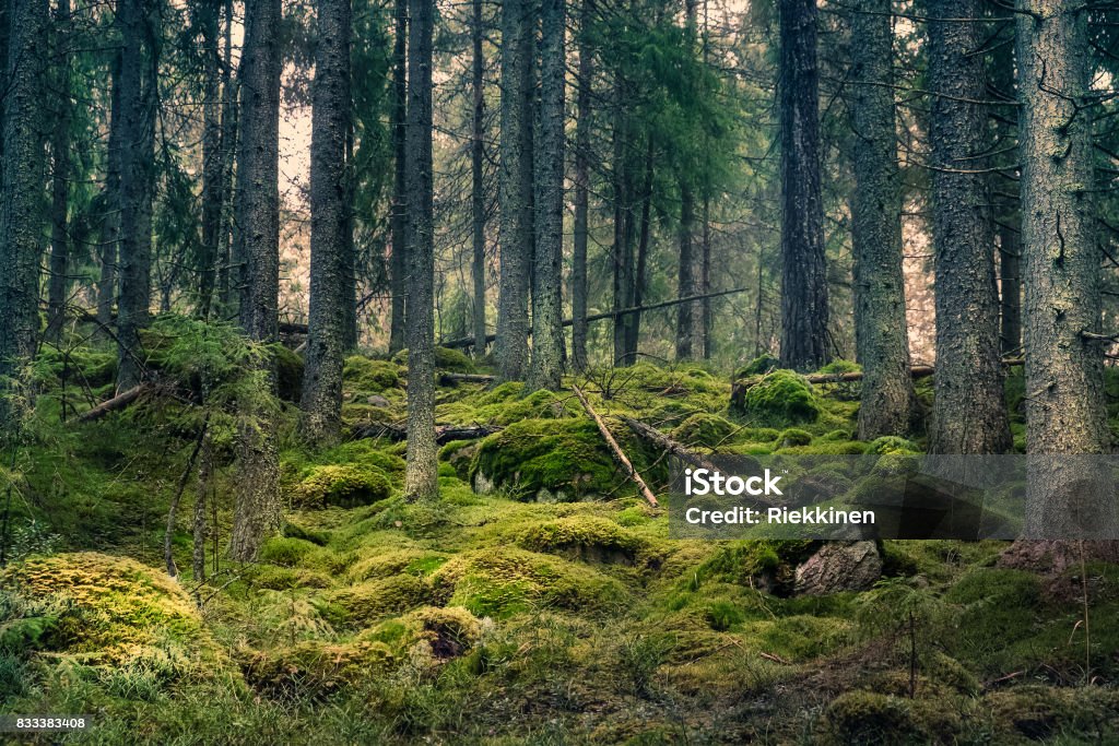 Old primeval forest with nice lights and shadows Forest Stock Photo