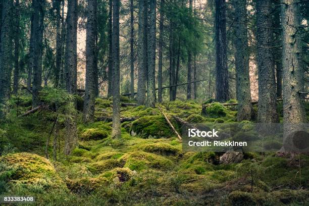 Old Primeval Forest With Nice Lights And Shadows Stock Photo - Download Image Now - Forest, Finland, Woodland