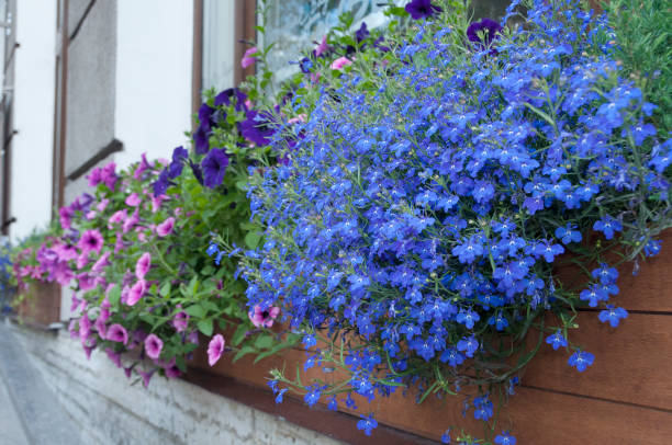 istock Wooden box with blue Lobelia flowers. 833389800