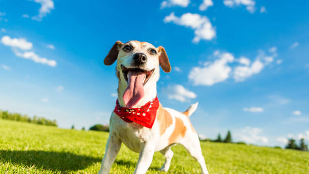 Funny dog outside nature Cool active dog with huge tongue big ears stock pictures, royalty-free photos & images