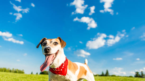 istock Dog playing on the nature background. 833394326