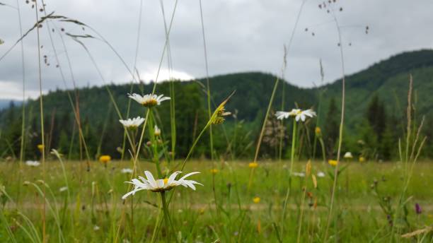 istock Mountain landscape with flowers 833394700