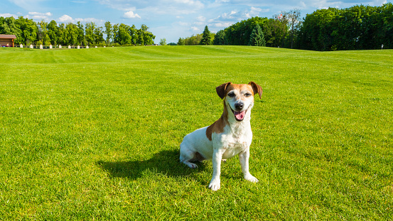 Dog sitting on the green fresh grass looking to the cam