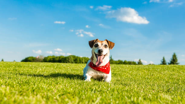 istock Playful pet Jack russel terrier lying on green grass. 833413586