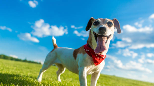 istock Happy dog smiling_natural background. 833425956