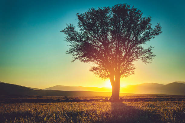 孤独な木のシルエット - lonely tree 写真 ストックフォトと画像