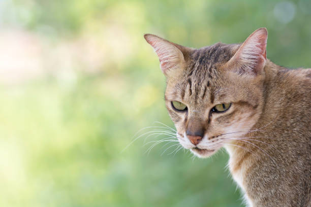 istock Face of cat in closeup 833475518