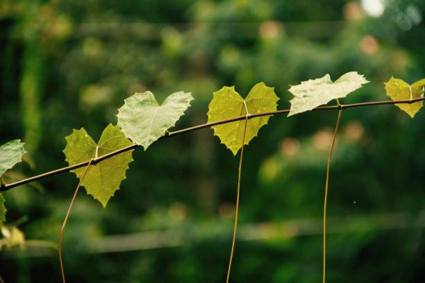 istock Heart-shaped leafs on a branch in Florida 833483000