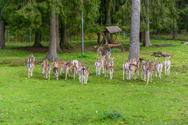 istock Herd of fallow deer in a pasture 833483318