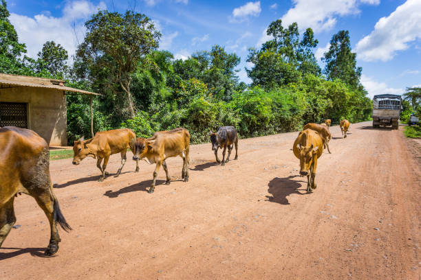 istock Cows in country road 833486198