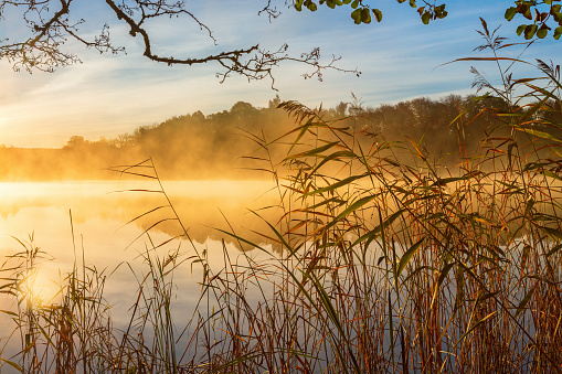 Reeds at the water's edge and autumn fog on the lake at sunrise