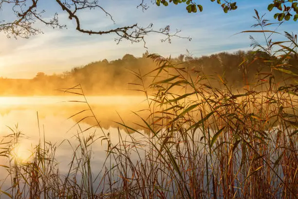 Reeds at the water's edge and autumn fog on the lake at sunrise