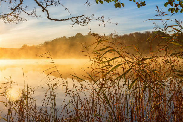 palhetas na borda da água e névoa de outono no lago ao nascer do sol - fog forest morning autumn - fotografias e filmes do acervo