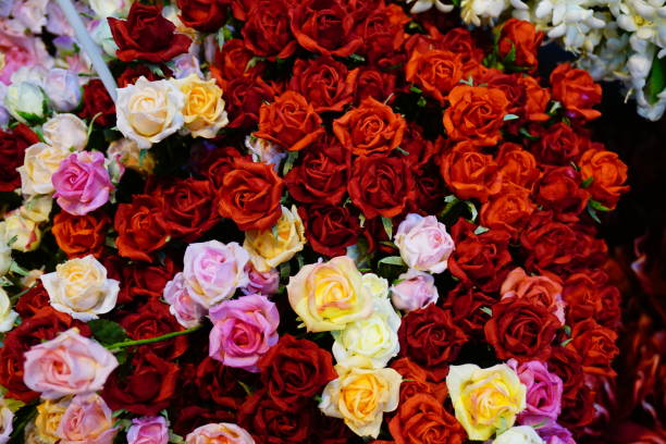 istock Close up of colourful rose 833488150