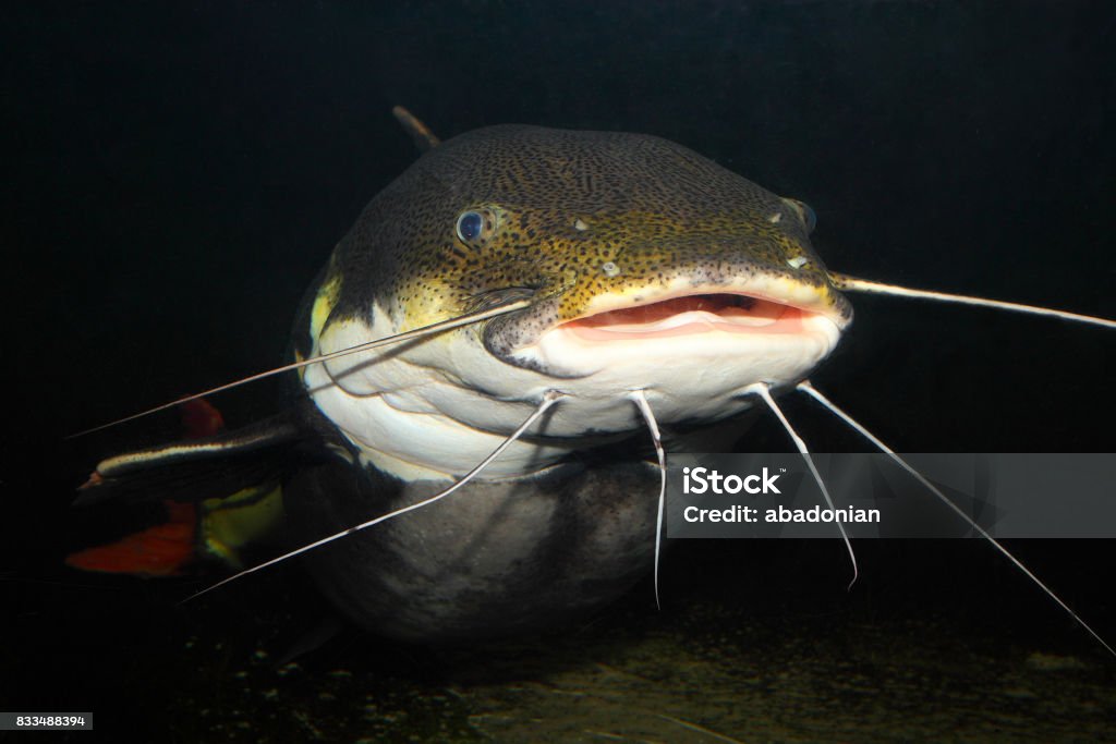 Underwater photography of The Red Tail Catfish (Phractocephalus hemiliopterus). This tropical fish is native to the Amazon, Orinoco, and Essequibo river basins of South America. Catfish Stock Photo