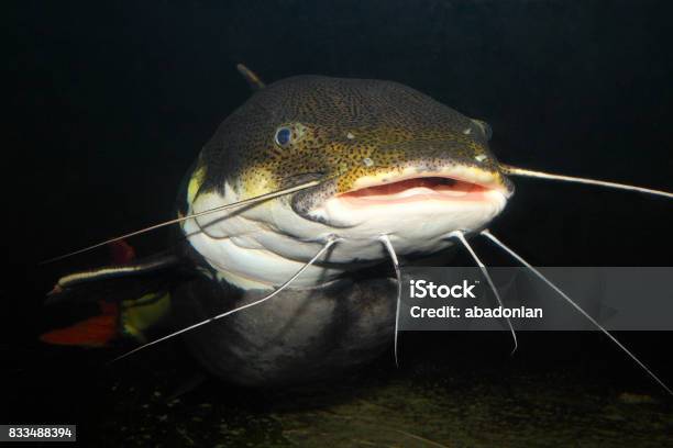 Underwater Photography Of The Red Tail Catfish This Tropical Fish Is Native To The Amazon Orinoco And Essequibo River Basins Of South America Stock Photo - Download Image Now