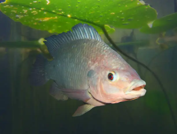 Photo of The Tilapia fish - Oreochromis mossambicus.