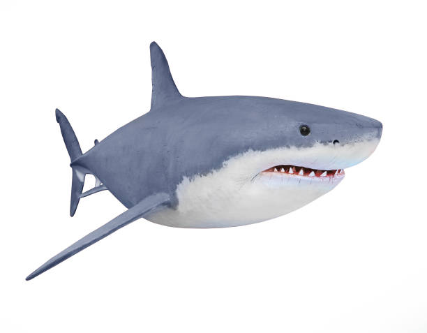 istock The Great White Shark - Carcharodon carcharias. 833488614