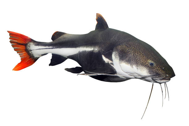 istock The Red Tail Catfish - Phractocephalus hemiliopterus. 833488624