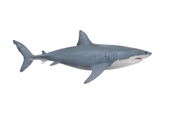 istock The Great White Shark - Carcharodon carcharias. 833488644