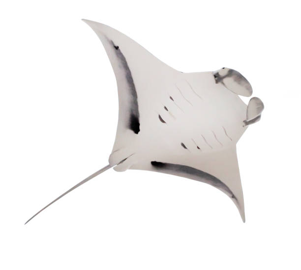 istock The Manta Ray - Manta Birostris. 833488714