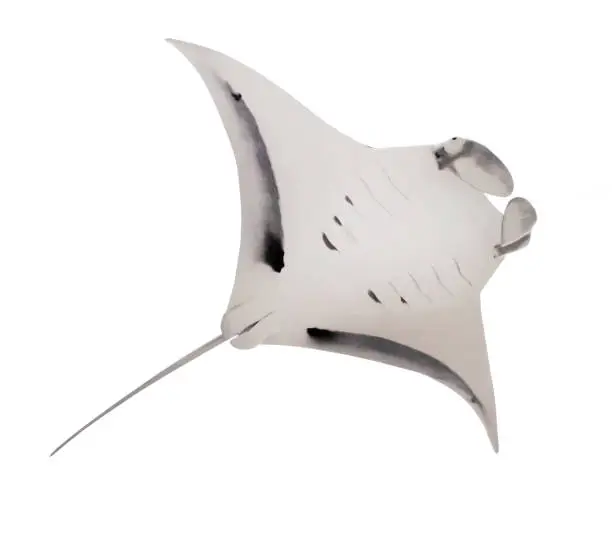 The Manta Ray - Manta Birostris is biggest a ray in world oceans. Sea life isolated on white background. Animal theme.