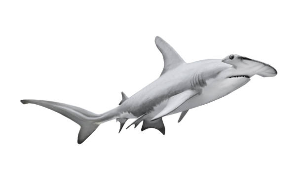 le grand requin marteau - sphyrna mokarran. - sand tiger shark photos et images de collection