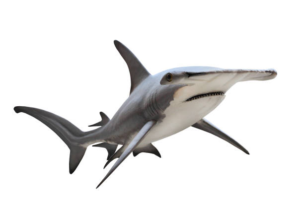 o grande tubarão-martelo - sphyrna mokarran. - sand tiger shark - fotografias e filmes do acervo