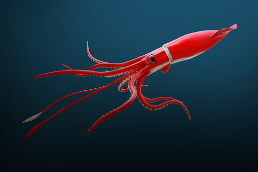 The Giant Squid - Architeuthis is a very dangerous and mysterious predator from deep ocean. Sea life theme.