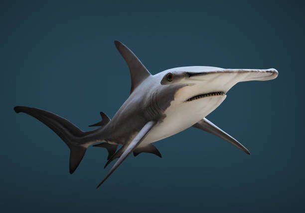 istock The Great Hammerhead Shark - Sphyrna mokarran. 833488846