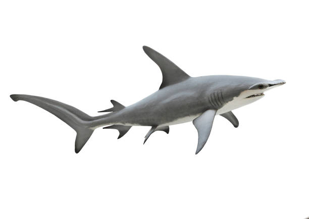 istock The Great Hammerhead Shark - Sphyrna mokarran. 833488928