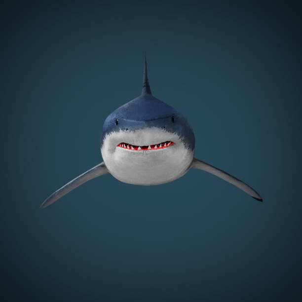 istock The Great White Shark - Carcharodon carcharias. 833488944