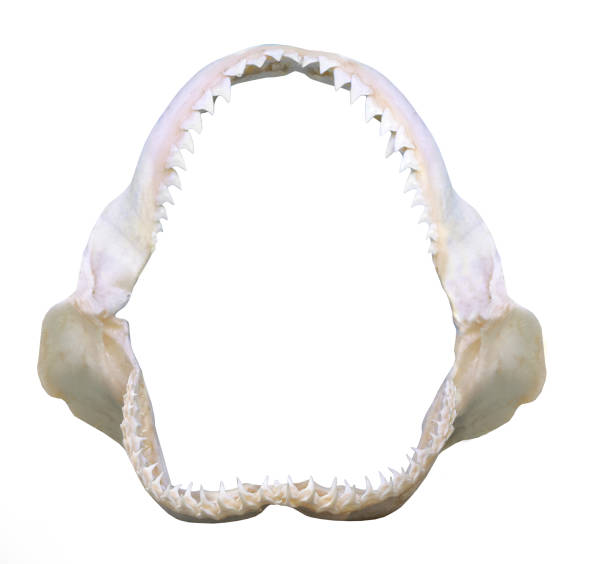 istock Jaws of Bull Shark - Carcharhinus leucas. 833489014
