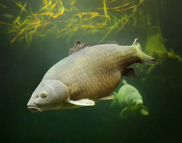 The Common Carp - Cyprinus carpio. Underwater photography from fish pond. In Central Europe ( Poland and Czech Republic ), fish is a traditional part of a Christmas Eve dinner.