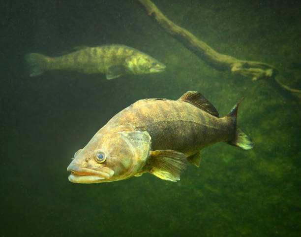 istock The Zander or Pike-perch - Sander lucioperca. 833489114