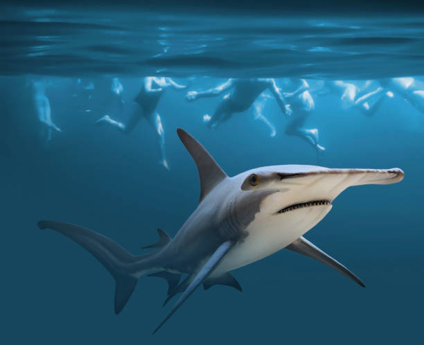 istock Hammerhead shark near group of swimmers. 833489202