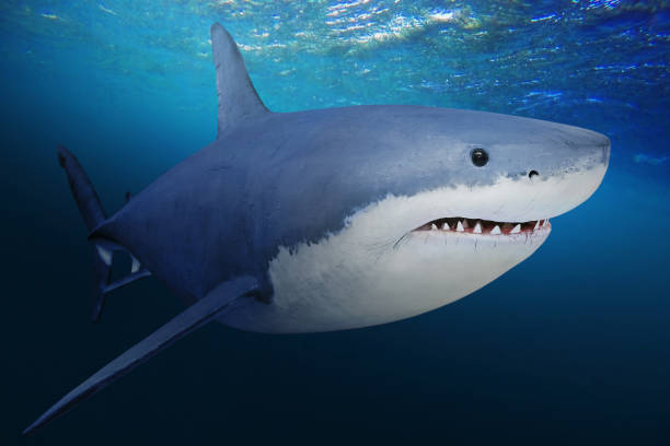 istock The Great White Shark - Carcharodon carcharias. 833489220