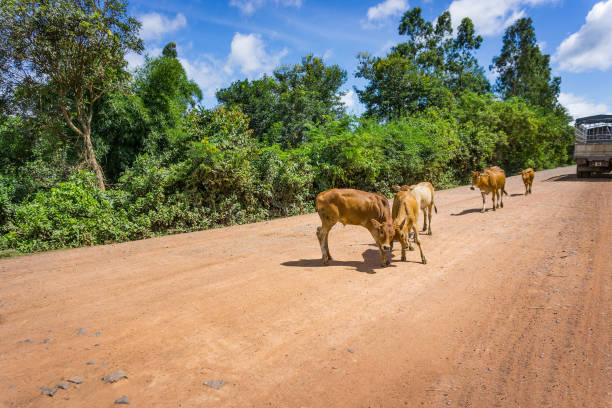 istock Cows in the country road 833495912