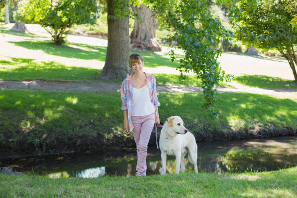istock Pretty smiling blonde walking with her labrador in the park 833496214