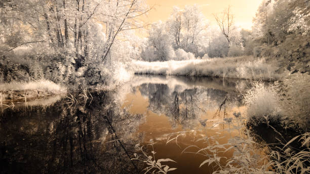 istock reflections in the lake. infrared image 833502736