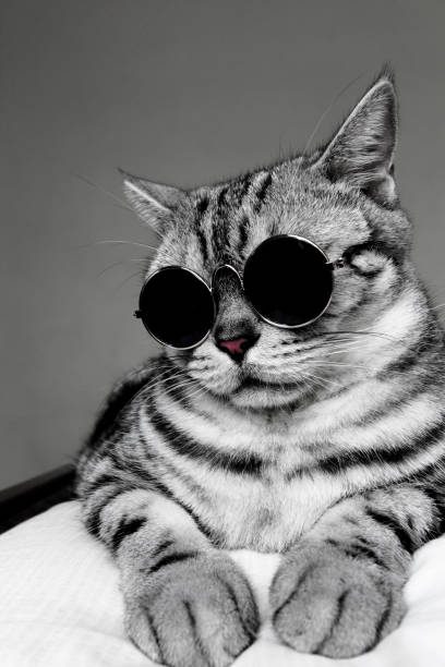 porträt des amerikanischen kurzhaarkatze mit sonnenbrille - amerikanisch kurzhaar stock-fotos und bilder