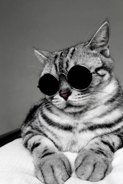 Portrait of American Shorthair cat wearing sunglasses Portrait of American Shorthair gray cat wearing circle sunglasses, cool cat. shorthair cat stock pictures, royalty-free photos & images