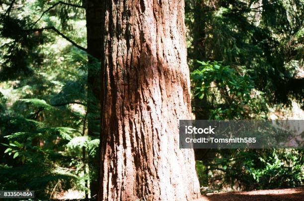 Redwood Stock Photo - Download Image Now - California, East, East Bay Regional Park