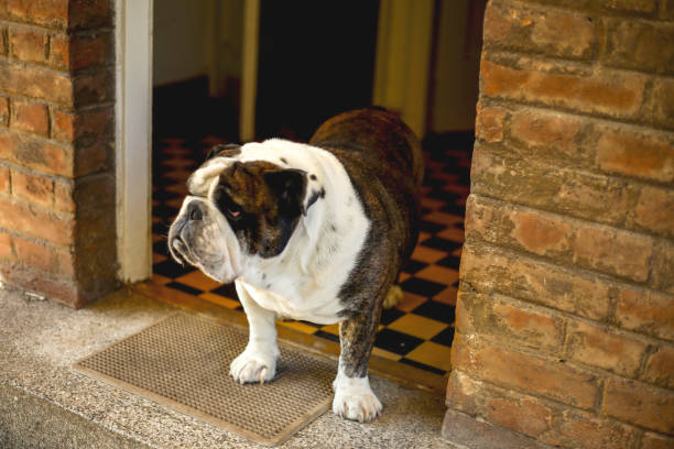istock Happy English Bulldog 833512922