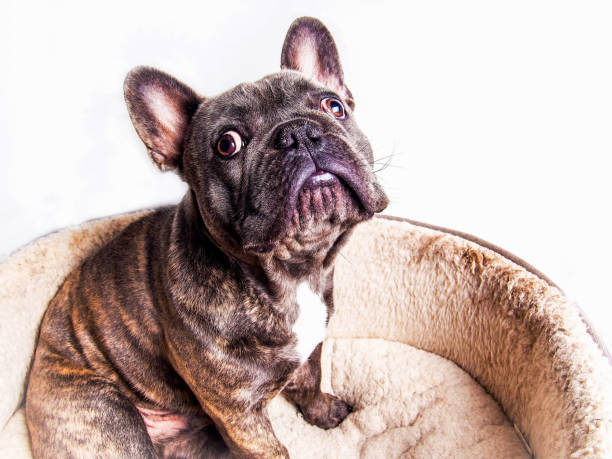 istock Cute French Bull Dog 833513984