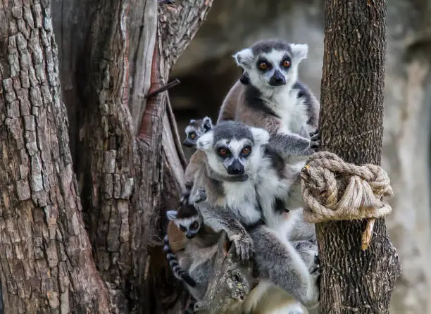 Photo of May 3, 2015. A Family of Ring-tailed Lemur monkeys sitting on a branch at the Chiang Mai Night Safari, Thailand
